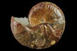 Red Iridescent Ammonite (Hoploscaphites) - South Dakota #131228-3